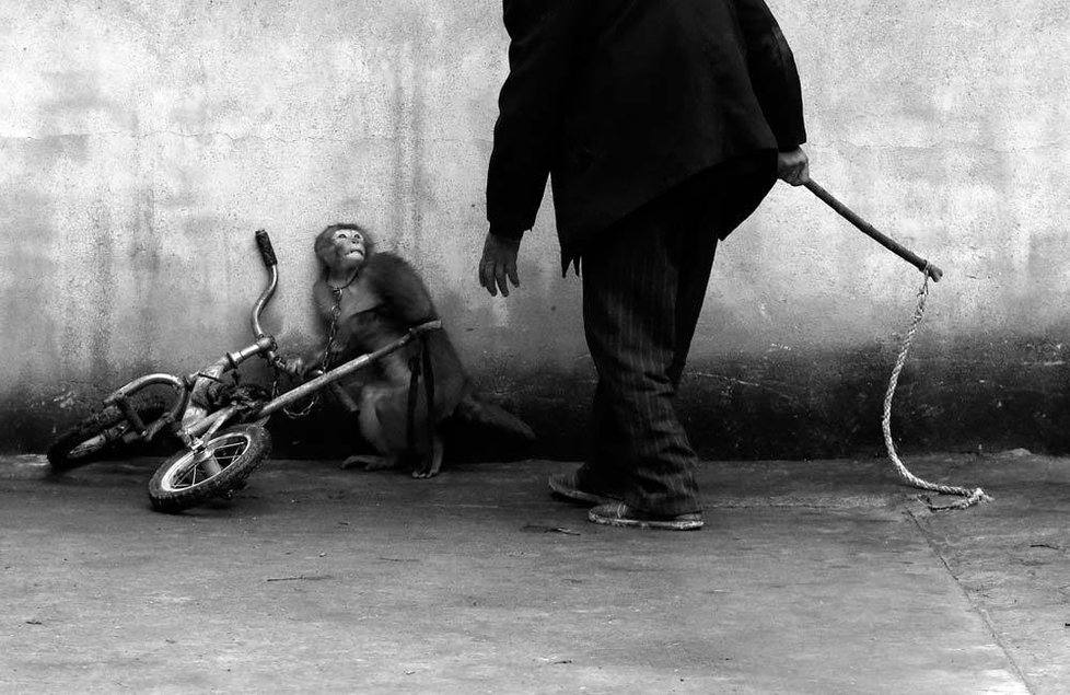 1. cena v kategorii Příroda a životní prostředí, jednotlivý snímek. Autor: Yongzhi Chu (Čína)  Makak Rhesus se během tréninku pro cirkusové vystoupení v Suzhou ve východní Číně krčí před blížícím se trenérem. Po letech nátlaku ze strany ochránců zvířat čínská vláda zakázala zvířecí cirkusy a zavedla předpisy zakazující využívání zvířat ve státních cirkusech. Nicméně hodně trenérů tvrdí, že o zákazu nikdy neslyšelo a nemá v úmyslu s týráním skončit.