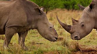 Loni pytláci zabili tisíc nosorožců, kilo rohu stojí přes milion korun