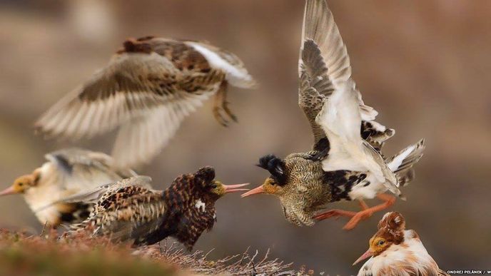 Snímek bojujících ptáků, který Ondřej Pelánek pořídil na polostrově Varanger na severu Norska