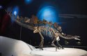 Skvěle dochované exempláře stegosauridů, jako je londýnská „Sofie“, nám o těchto býložravých obrněncích prozrazují velké množství informací