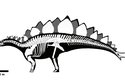 Největší známí stegosauridi měřili na délku přes 9 metrů a mohli vážit až kolem 7 tun. Některé jejich hřbetní desky měly průměr až 1,2 metru