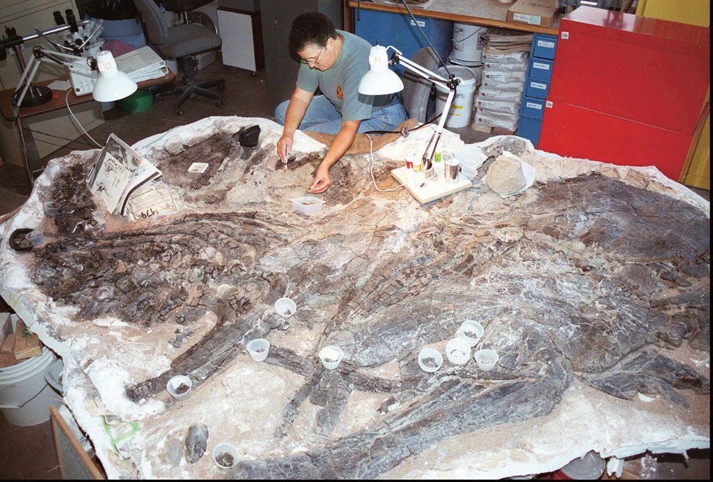 V prvních desetiletích po objevu stegosauridů si paleontologové s těmito ptakopánvými dinosaury nevěděli příliš rady