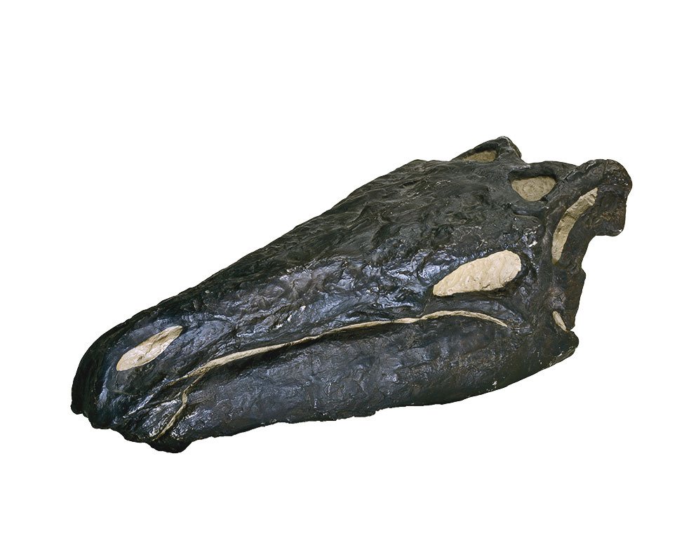 Lebky stegosauridů byly velmi úzké a podlouhlé, v poměru k velikosti těla značně malé