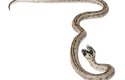 Dvouhlaví hadi se v přírodě rodí poměrně často...