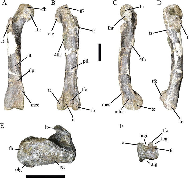 Stehenní kost xenotarsosaura měří asi 61 cm a patřila dinosaurovi o hmotnosti statného koně