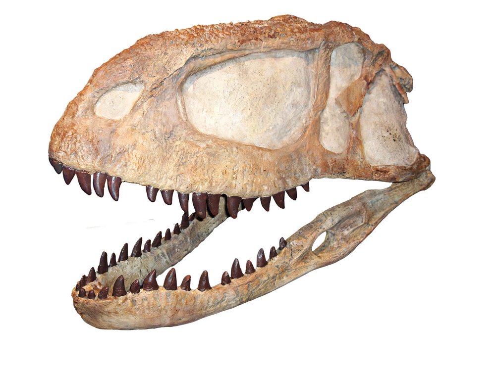 Xenotarsosauři patřili mezi abelisauridy, dravé dinosaury s poměrně krátkou a zároveň vysokou lebkou