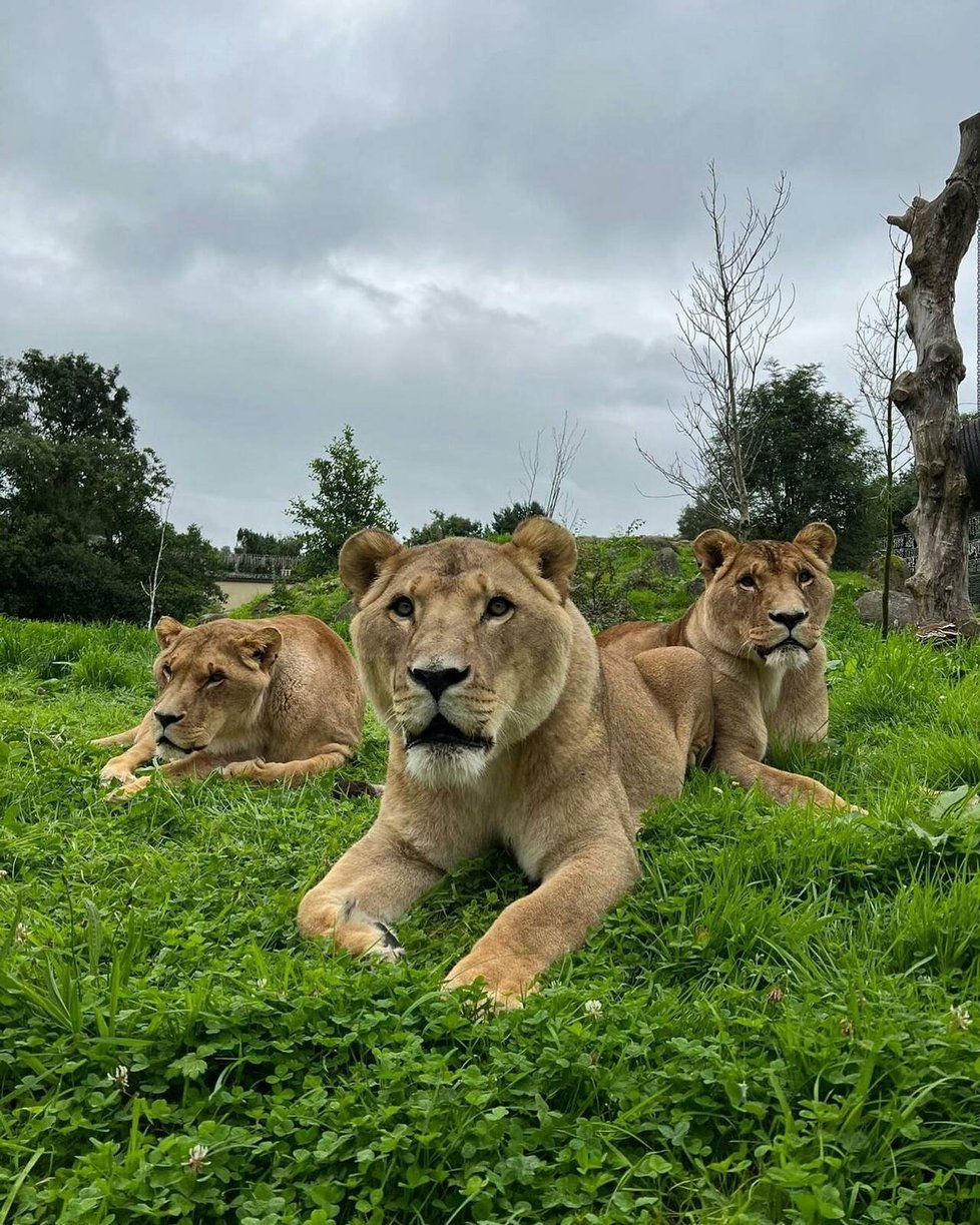 Five Sisters Zoo má i lvy z cirkusu.