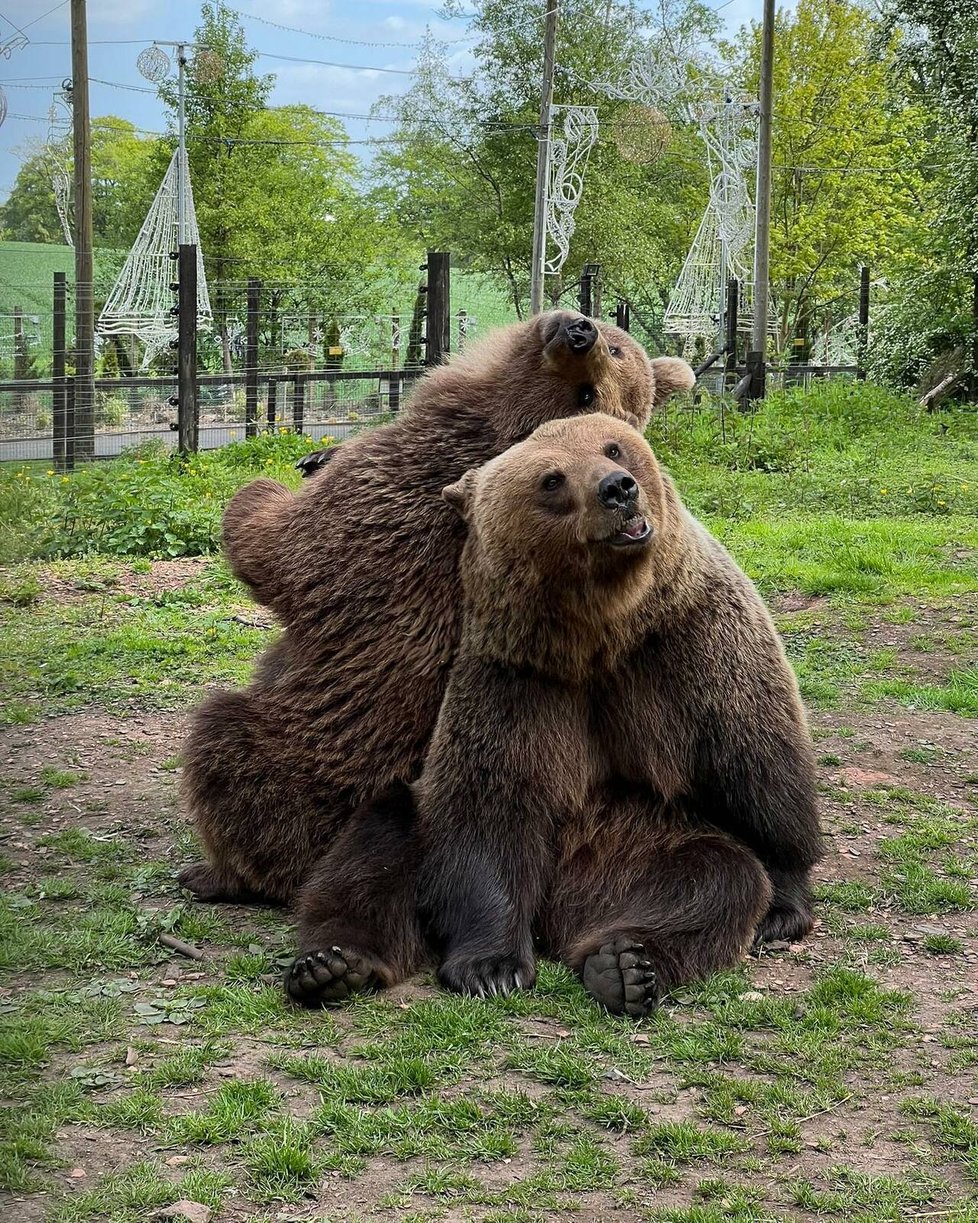 Medvědi hnědí ve Five Sisters Zoo.