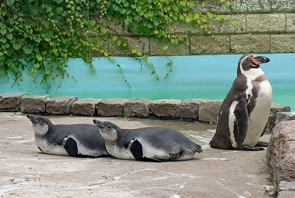 Five Sisters Zoo nedávno investovala do expozice tučňáků.