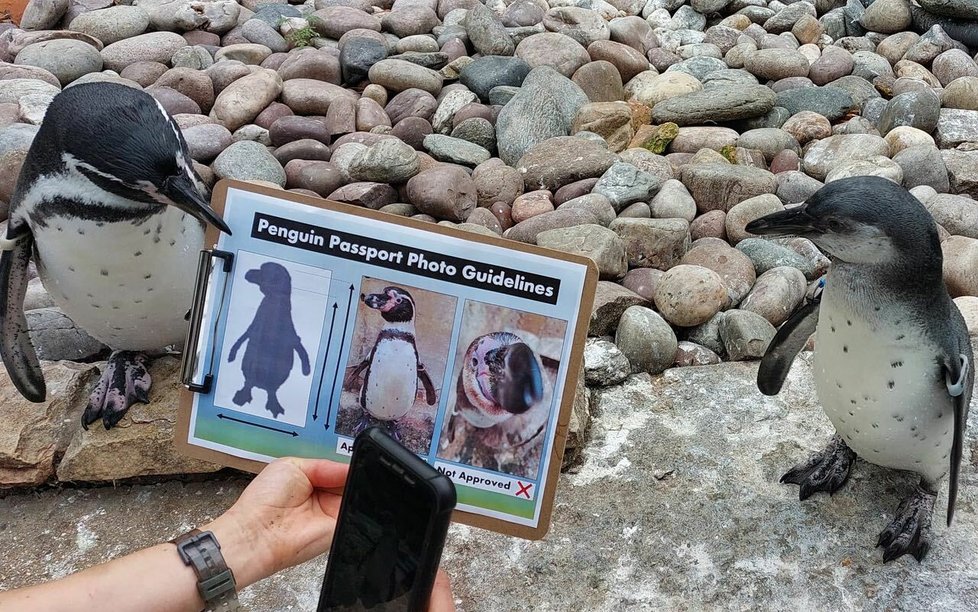 Five Sisters Zoo nedávno investovala do expozice tučňáků.