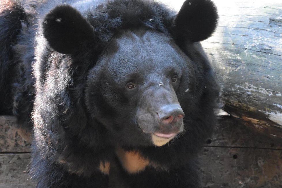 Medvěda Yampila se ujme zoo ve Skotsku.