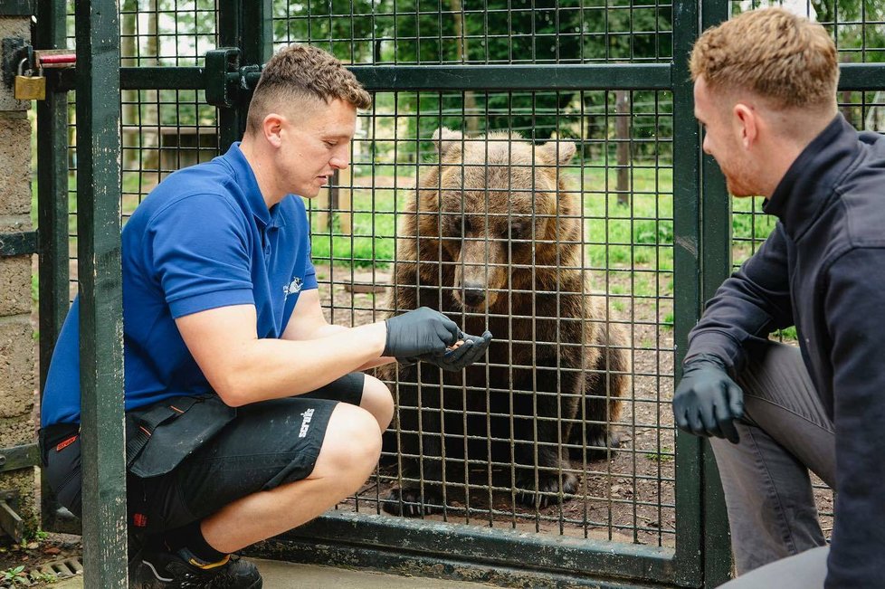 Medvědi hnědí ve Five Sisters Zoo.