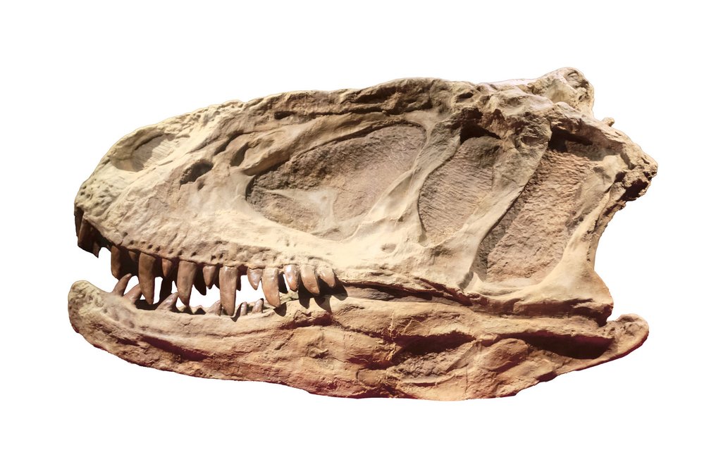 Lebka jangchuanosaurů byla poměrně mohutná a na délku mohla měřit až kolem 111 cm