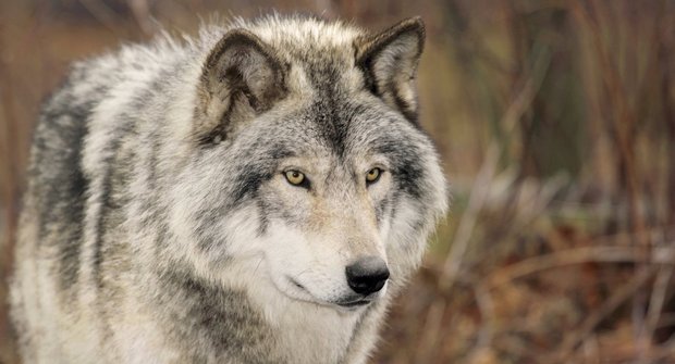 Borůvky pro medvědy: Jak pomohl návrat vlků do Yellowstonu
