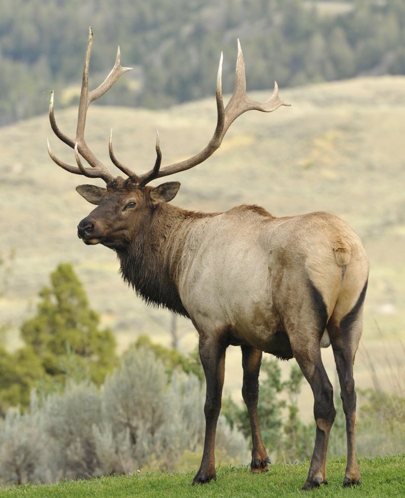 Park Yellowstone je plný přírodních krás