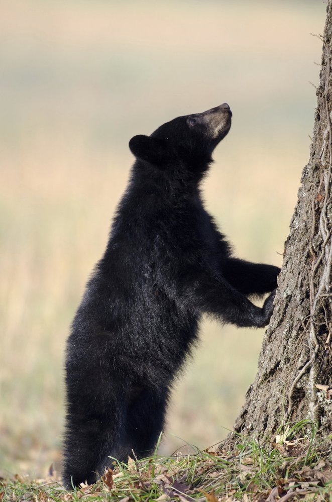 Park Yellowstone je plný přírodních krás