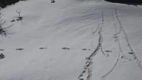 Stopy údajného mytického yettiho poblíž horského kempu Makalu