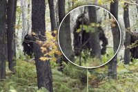 Yetti opravdu existuje! Máme důkaz: Dva se procházeli lesem v Pensylvánii!