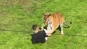 Tygr zabil muže ve výběhu.