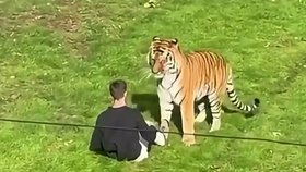 Tygr zabil muže ve výběhu.