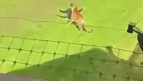 Tygr zabil muže ve výběhu.