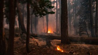 Část Yosemitského národního parku hoří, oheň ohrožuje stovky sekvojí