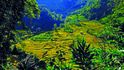 Rýžová terasovitá pole v Nepálu