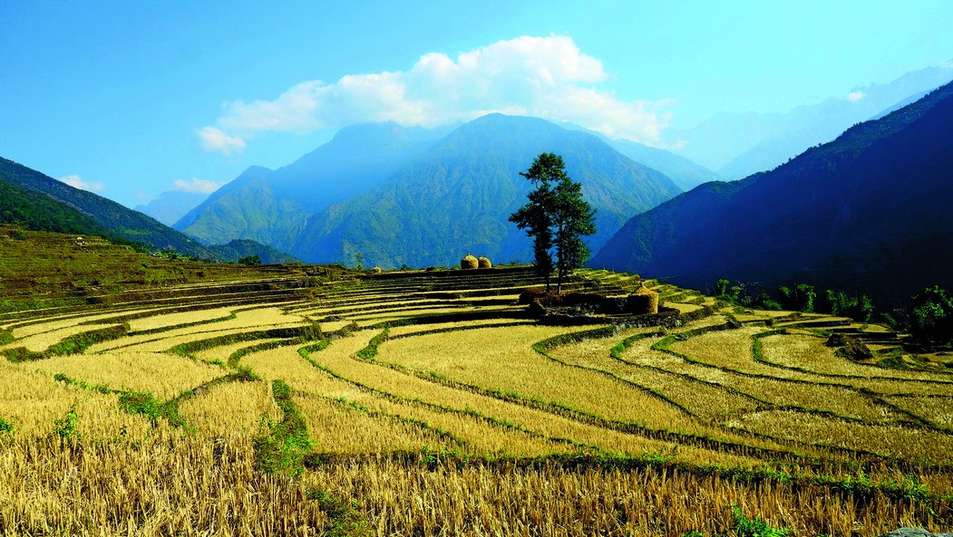 Rýžová pole v Nepálu