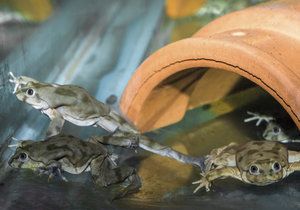 Do Prahy dorazily vodnice posvátné. Tyto žáby přirozeně žijí u jihoamerického jezera Titicaca, kde je ohrožuje znečištění.