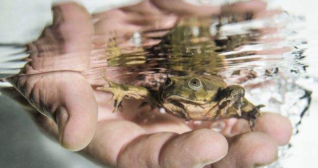 Pozoruhodné žáby poprvé v Praze: O víkendu se otevře nová expozice v zoo