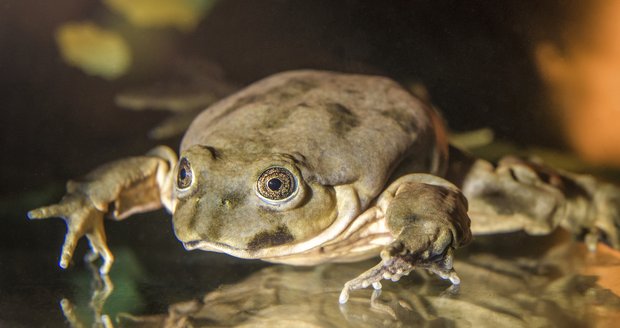 Do Prahy dorazily vodnice posvátné. Tyto žáby přirozeně žijí u jihoamerického jezera Titicaca, kde je ohrožuje znečištění.