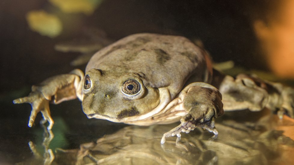 V Zoo Praha se lidem představí pozoruhodný druh žab, vodnice posvátná.