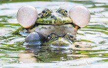 Na žabáka v pražské zoo leze jaro: Nafukuje se před samičkou