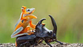 Žába se na jiných zvířatech často vozívá jako „černý pasažér“. Takové snímky zachytili fotografové ve světě. Podle zooložky svou zálibou ale ostatním zvířatům neublíží, tlapky žabek jsou měkké a fungují spíše jako přísavky.
