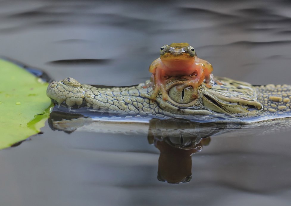 Žába se na jiných zvířatech často vozívá jako »černý pasažér«. Takové snímky zachytili fotografové ve světě. Podle zooložky svou zálibou ale ostatním zvířatům neublíží, tlapky žabek jsou měkké a fungují spíše jako přísavky.