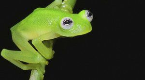 Skutečný žabák Kermit! Vědci objevili nový podezřelý druh