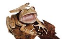 Jihoamerická chůvička (rod Hemiphractus) může díky široké lebce a falešným zubům lovit jiné žáby a plazy