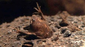 Nechutná příroda: Hororová žába rodí potomky ze zad 
