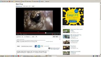 VIDEO: Husarský kousek nejdrsnější žáby na světě k potěše vašich smyslů VIDEO: Husarský kousek nejdrsnější žáby na světě k potěše vašich smyslů