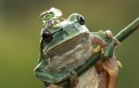 Drak na žábě - Dva piňďové se potkali. Mrňavý brouček se uvelebil na malinké žabce. Daleko by se asi nedostali, ale tenhle hmyz s vizáží příšerného draka se aspoň ohřál. Prostě se spolu slunili.