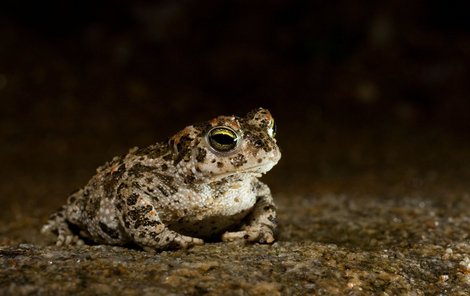 Ropucha krátkonohá se na skládce rozmnožovala v kalužích.