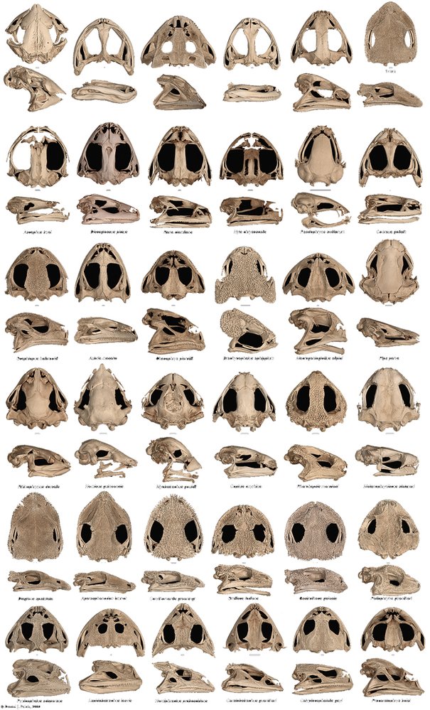 Obličeje žab jsou si většinou podobné, ale mezi lebkami jsou jsou dramatické