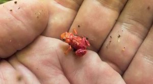 Mini žabičky do ručičky