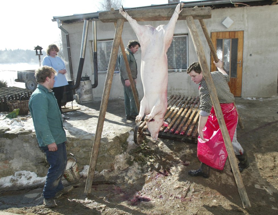 Vepřové hody podle Evropské unie pořádat můžete, ale »vše si musíte sníst sami doma«.