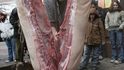 Veřejné zabijačkové hody jsou tak zatím možné jen v případě, že bylo prase poražené na jatkách, kde ho zkontrolují veterináři. Veřejné zabijačkové hody jsou tak zatím možné jen v případě, že bylo prase poražené na jatkách, kde ho zkontrolují veterináři.