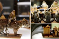 Muzeum mrtvých žab: Na šílené výstavě žáby večeří nebo sedí ve škole