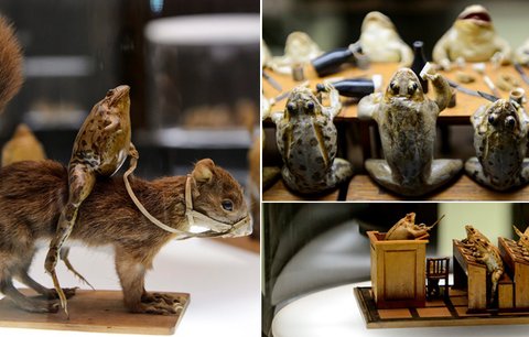 Muzeum mrtvých žab: Na šílené výstavě žáby večeří nebo sedí ve škole  