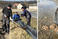 Pozor na žáby: Zahájily migraci a po tisících přecházejí silnice