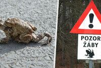 Řidiči, pozor na žáby na silnicích. Obojživelníci se vydali na jarní tah za pářením