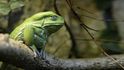 10 nejúchvatnějších druhů žab